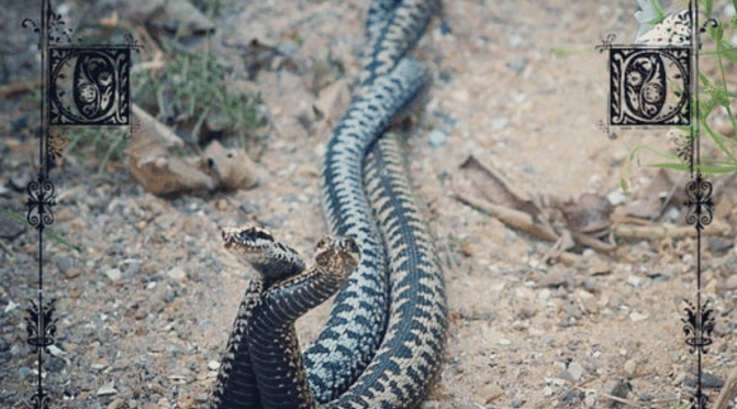 Home Protection Sacrifice