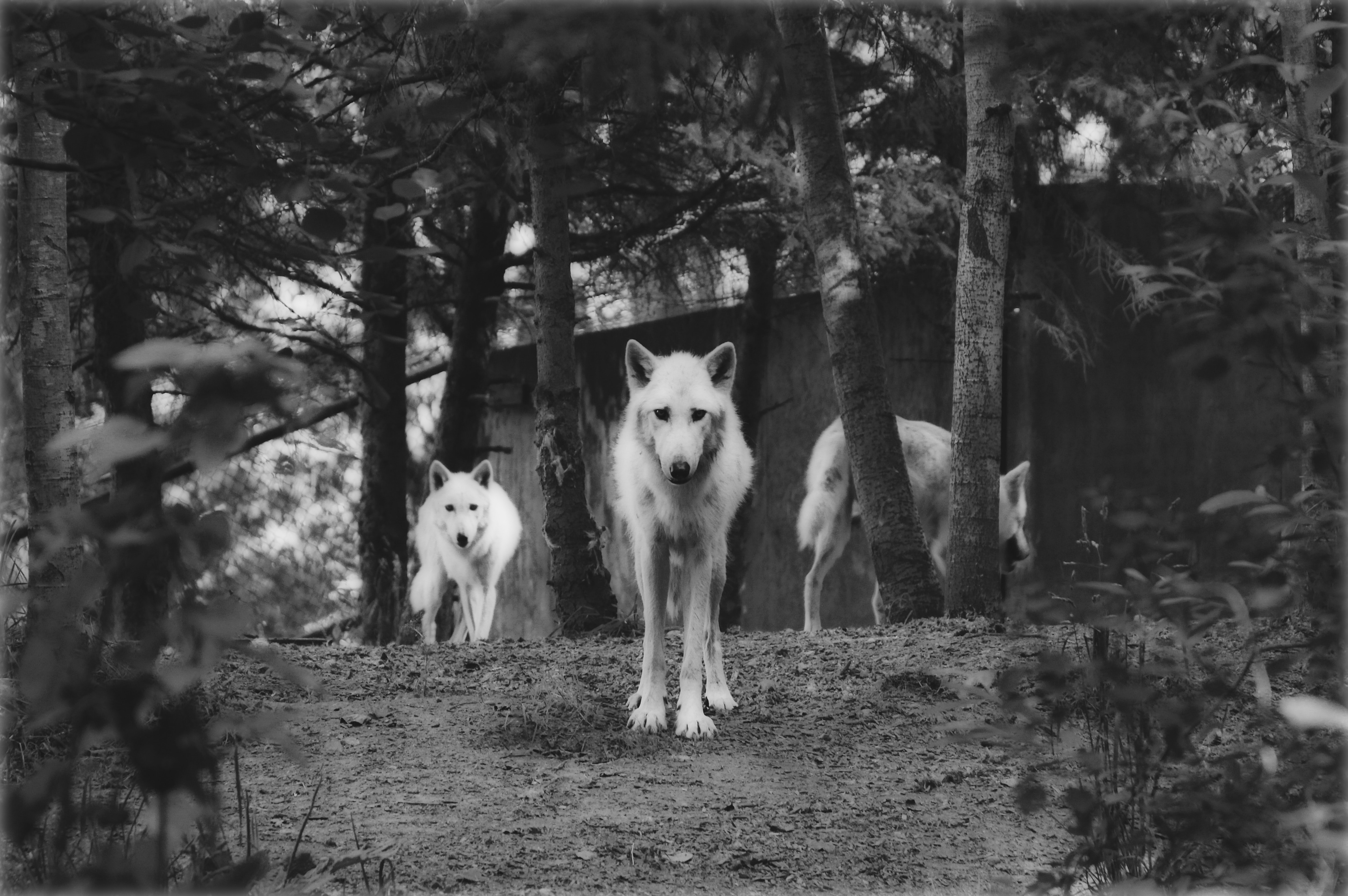 Spectral Animals: Ghost Pets to Hellhounds | Blackthorn & Stone