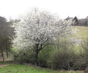 Blackthorn: Dark Mother of the Woods, Crone of the Triple Goddess ...